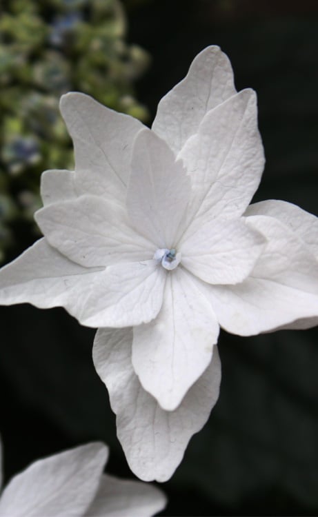  Fuji Waterfall Hydrangea - 1 Gallon Pot