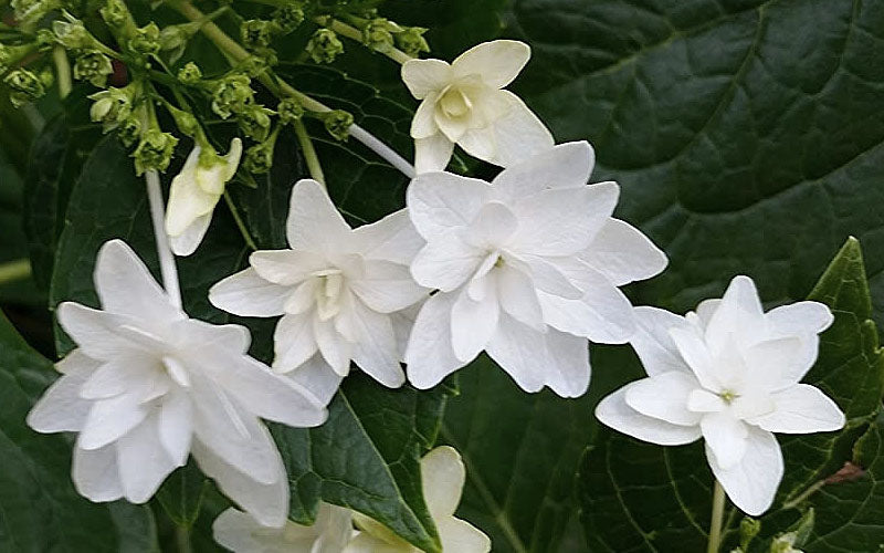  Fuji Waterfall Hydrangea - 1 Gallon Pot