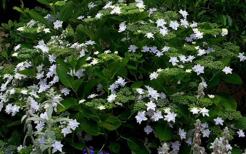  Fuji Waterfall Hydrangea - 3 Gallon Pot