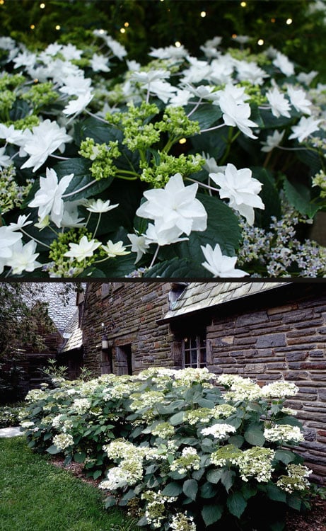  Fuji Waterfall Hydrangea - 3 Gallon Pot