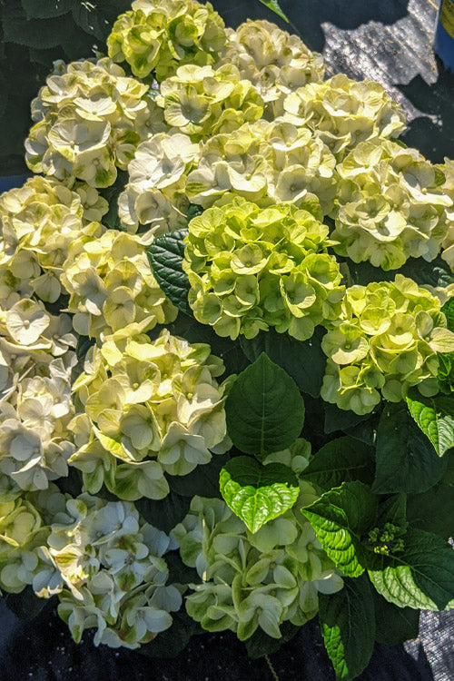  Grin And Tonic Reblooming Hydrangea - 2 Gallon Pot