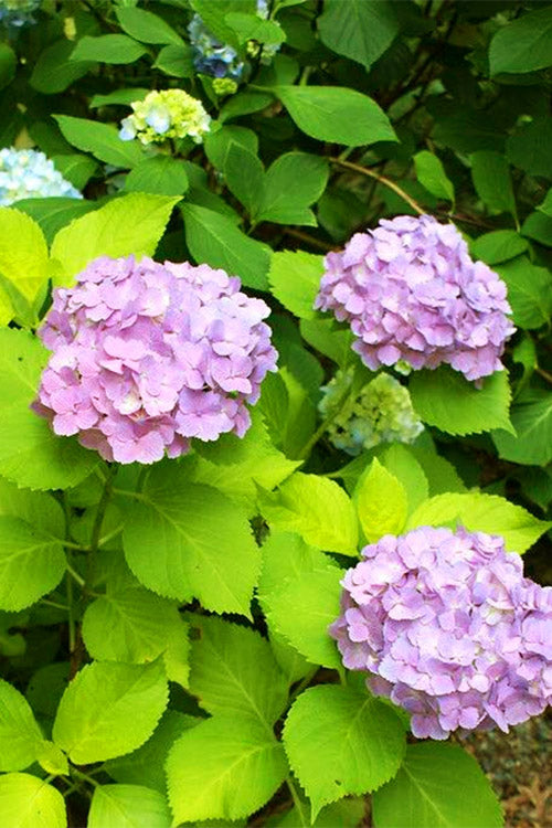  Golden Penny Hydrangea - 3 Gallon Pot