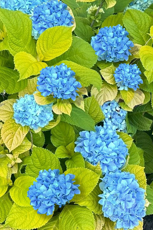 Golden Penny Hydrangea - 3 Gallon Pot