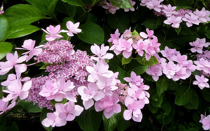  Izu No Hana Lacecap Hydrangea - 3 Gallon Pot