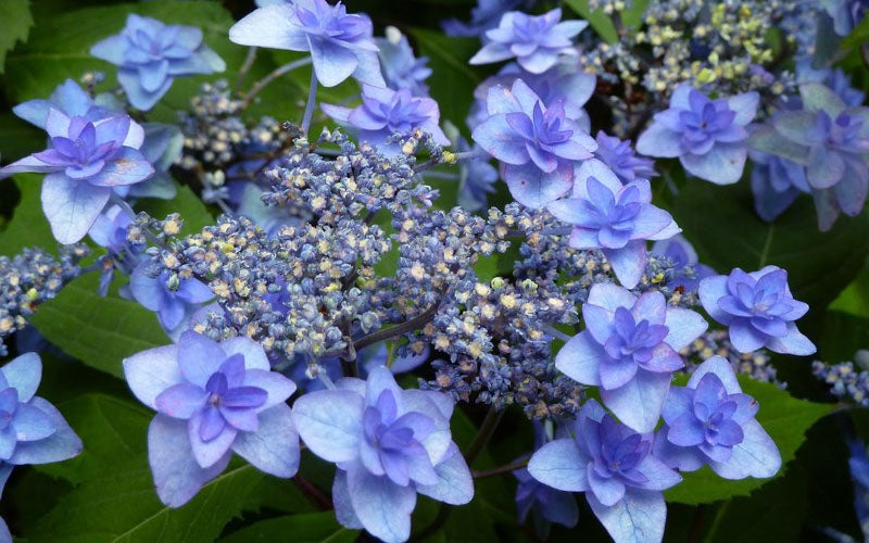  Izu No Hana Lacecap Hydrangea - 3 Gallon Pot