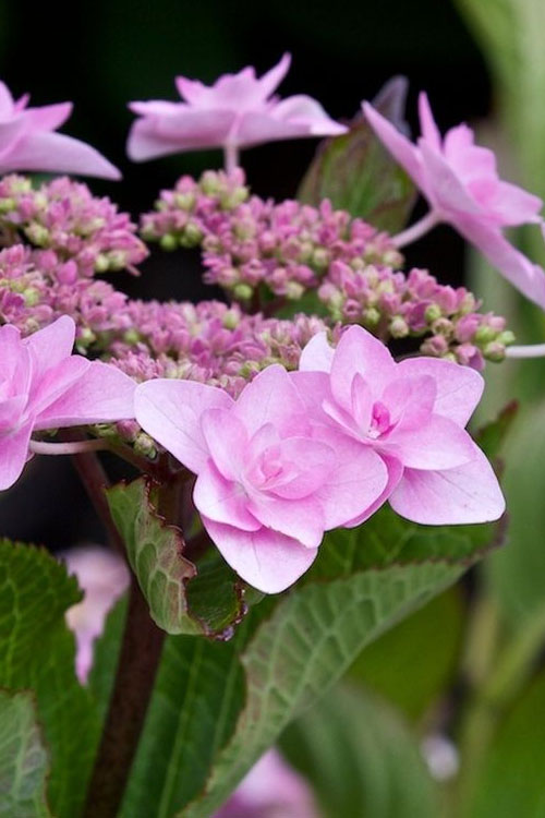  Izu No Hana Lacecap Hydrangea - 3 Gallon Pot