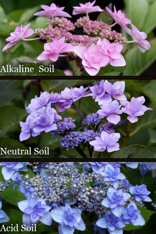  Izu No Hana Lacecap Hydrangea - 3 Gallon Pot