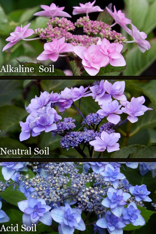  Izu No Hana Lacecap Hydrangea - 3 Gallon Pot