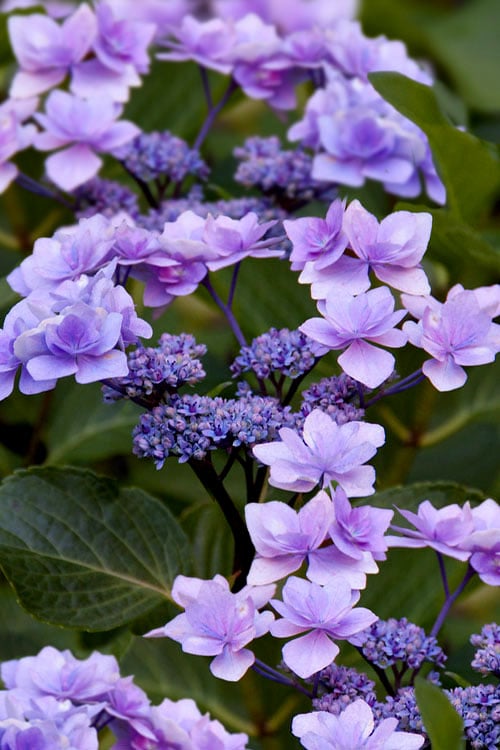  Izu No Hana Lacecap Hydrangea - 3 Gallon Pot