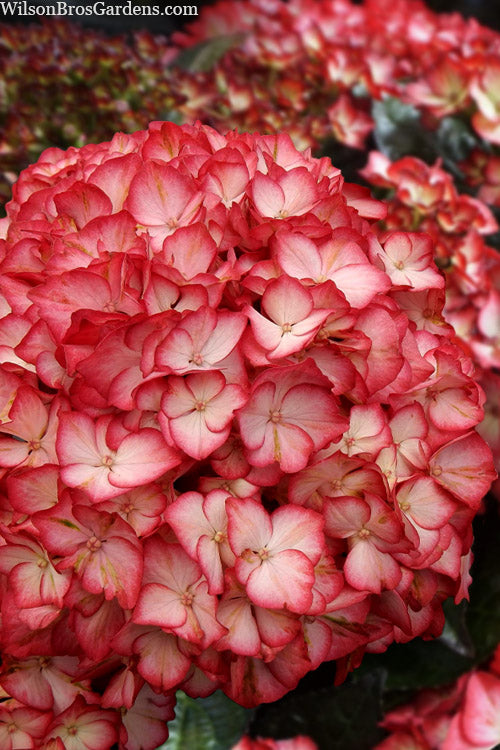  Kimono Hydrangea - 3 Gallon Pot