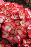  Kimono Hydrangea - 3 Gallon Pot