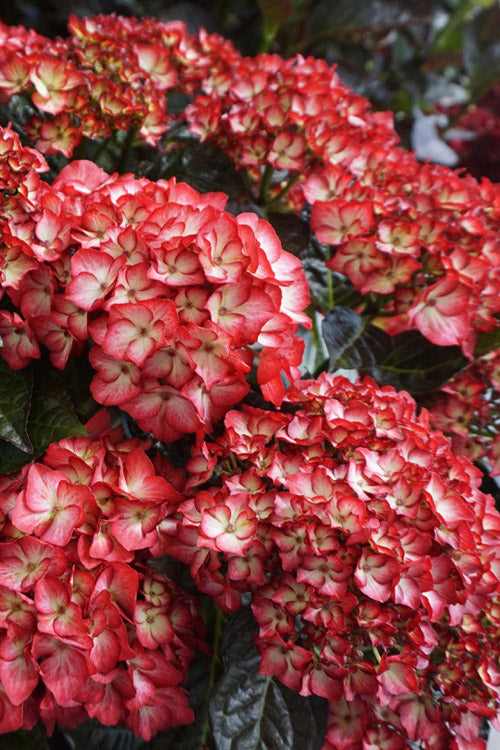  Kimono Hydrangea - 3 Gallon Pot