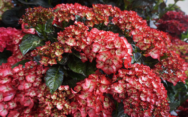  Kimono Hydrangea - 3 Gallon Pot