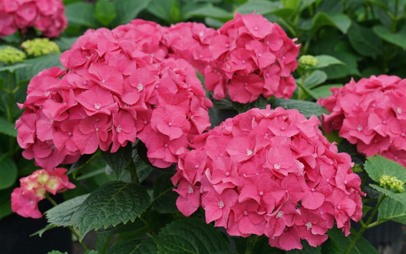  Let's Dance 'Big Band' Dwarf Hydrangea - 3 Gallon Pot