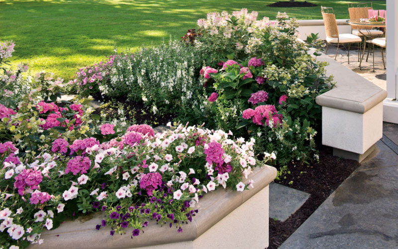  Let's Dance 'Big Band' Dwarf Hydrangea - 3 Gallon Pot