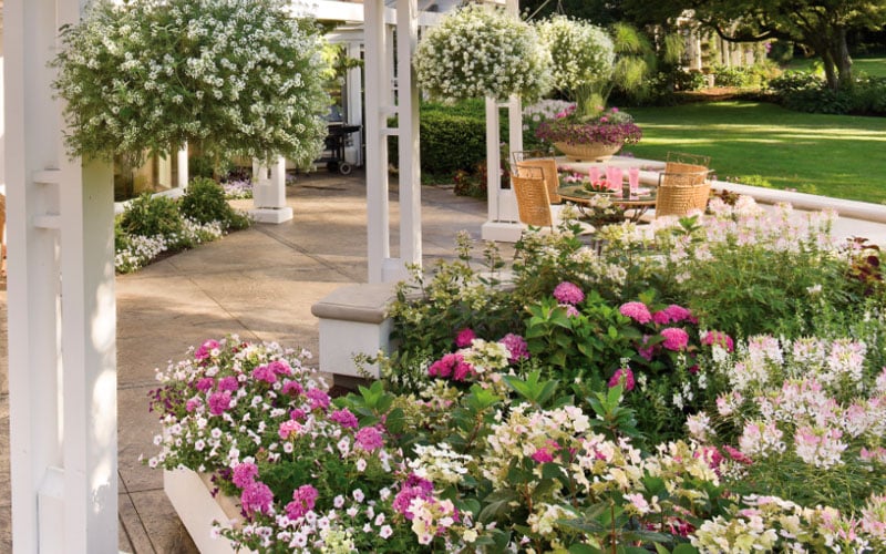  Let's Dance 'Big Band' Dwarf Hydrangea - 3 Gallon Pot