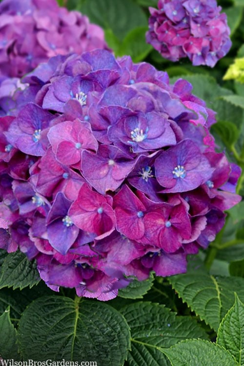  Let's Dance 'Big Band' Dwarf Hydrangea - 3 Gallon Pot