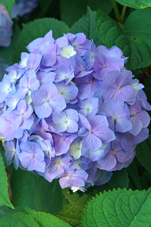 Let's Dance Sky View Reblooming Hydrangea - 1 Gallon Pot