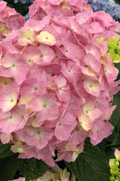  Let's Dance Sky View Reblooming Hydrangea - 1 Gallon Pot