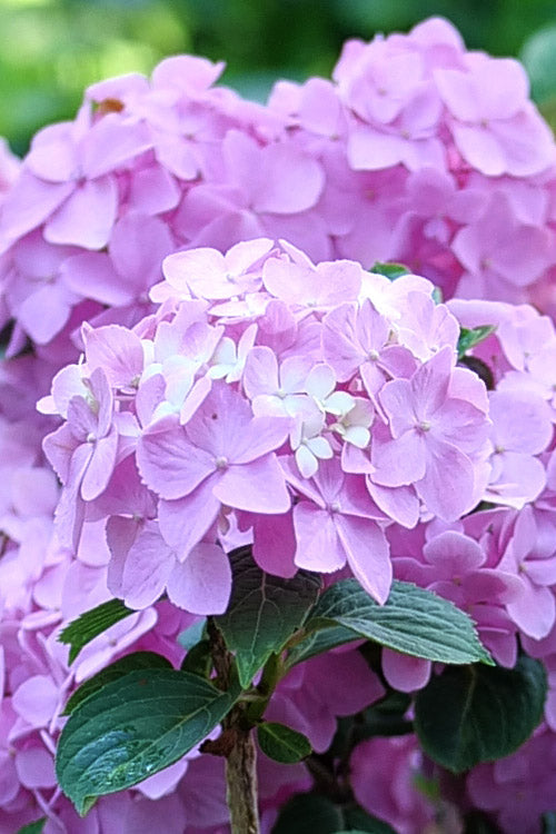  Let's Dance Sky View Reblooming Hydrangea - 1 Gallon Pot