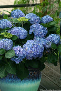  Let's Dance Sky View Reblooming Hydrangea - 1 Gallon Pot