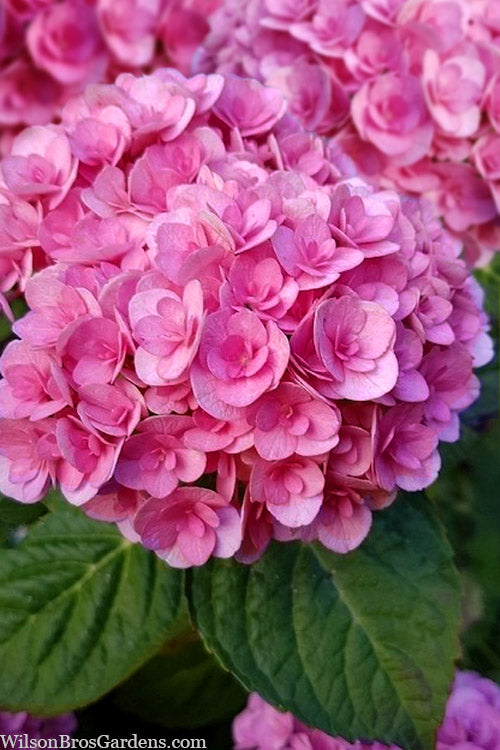  Love Hydrangea - 3 Gallon Pot