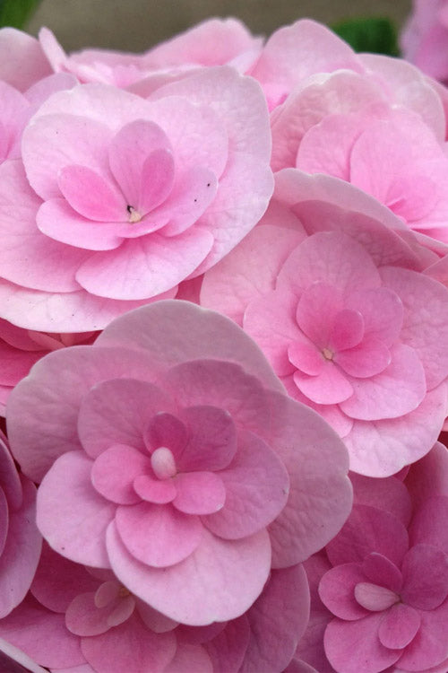  Love Hydrangea - 1 Gallon Pot