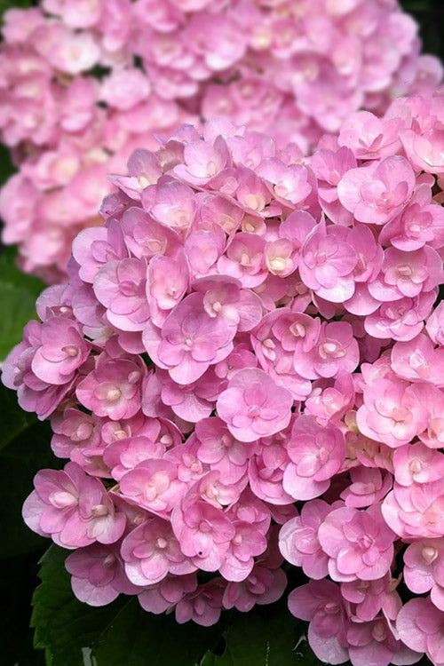  Love Hydrangea - 1 Gallon Pot