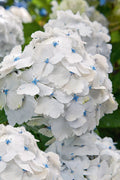  Madame Emile Mouillere Hydrangea - 1 Gallon Pot