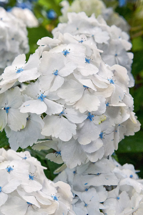  Madame Emile Mouillere Hydrangea - 1 Gallon Pot