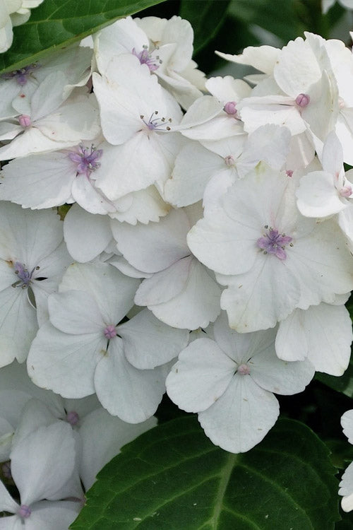  Madame Emile Mouillere Hydrangea - 1 Gallon Pot