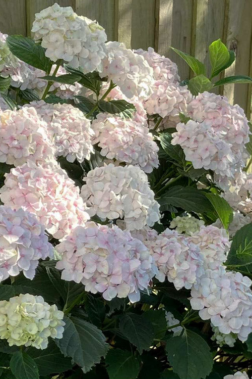  Madame Emile Mouillere Hydrangea - 1 Gallon Pot