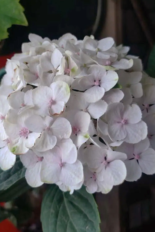  Madame Emile Mouillere Hydrangea - 1 Gallon Pot