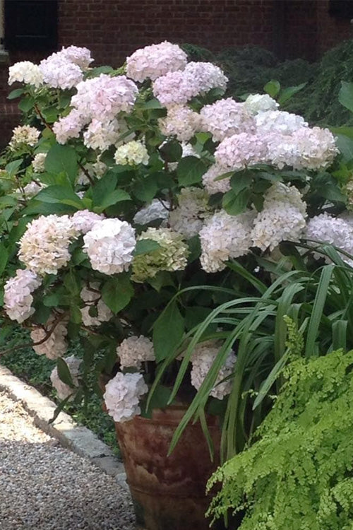  Madame Emile Mouillere Hydrangea - 1 Gallon Pot