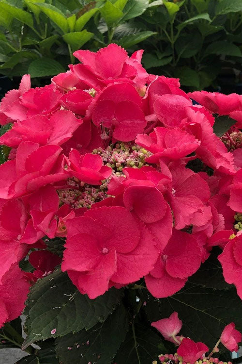 Cherry Explosion Hydrangea - 1 Gallon Pot
