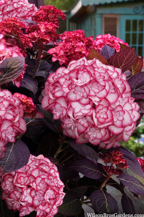  Miss Saori Hydrangea - 3 Gallon Pot