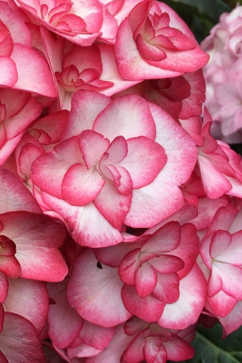  Miss Saori Hydrangea - 1 Gallon Pot 