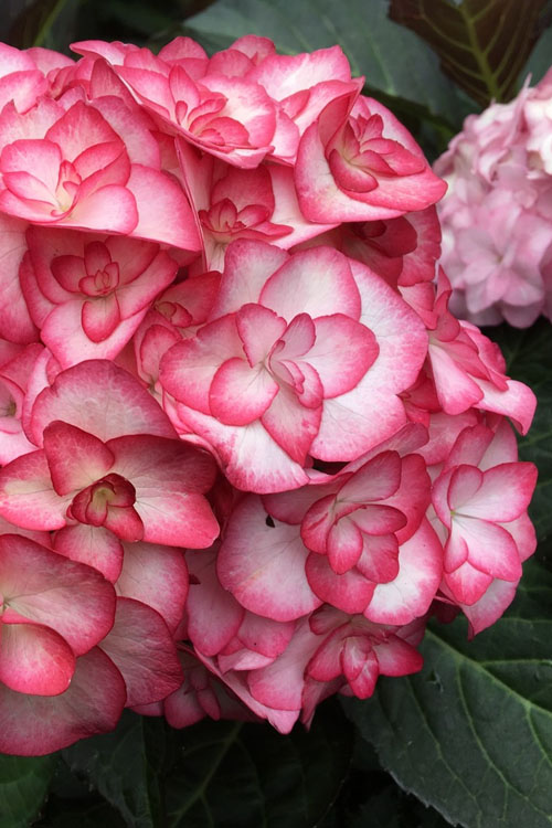  Miss Saori Hydrangea - 1 Gallon Pot
