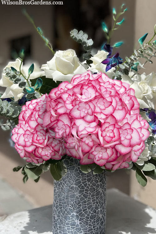  Miss Saori Hydrangea - 3 Gallon Pot