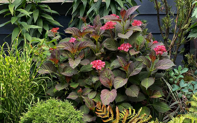  Miss Saori Hydrangea - 3 Gallon Pot
