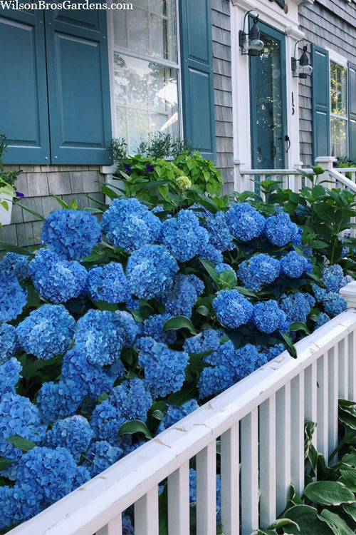  Nantucket Blue Hydrangea - 3 Gallon Pot