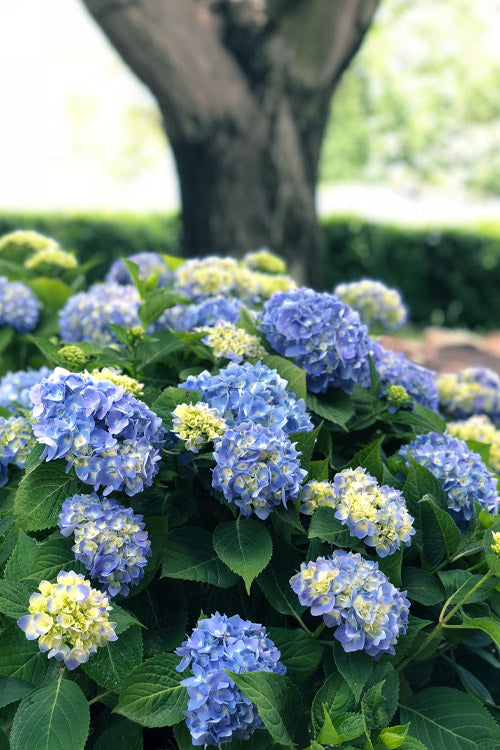  Nantucket Blue Hydrangea - 3 Gallon Pot