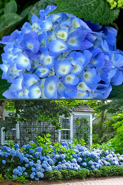  Nantucket Blue Hydrangea - 3 Gallon Pot