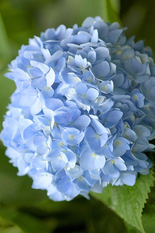 Penny Mac Hydrangea - 1 Gallon Pot