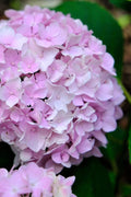  Penny Mac Hydrangea - 3 Gallon Pot