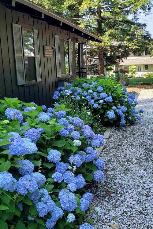  Penny Mac Hydrangea - 1 Gallon Pot