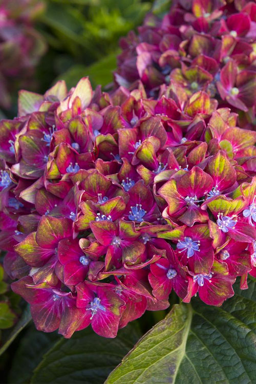  Pistachio Hydrangea - 5 Gallon Pot