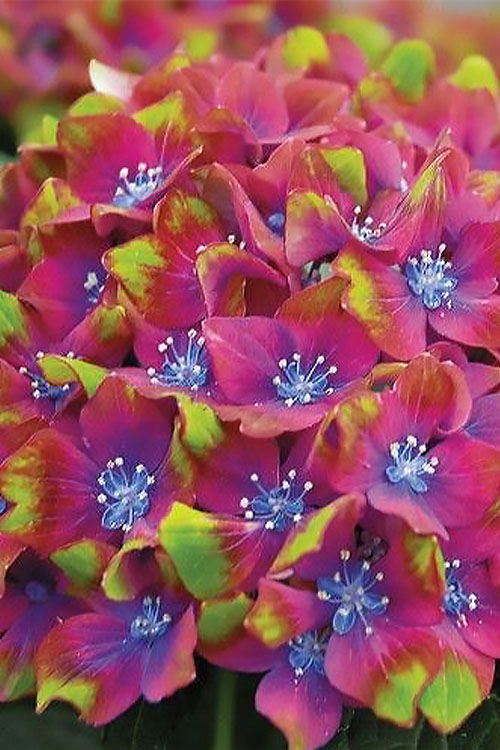  Pistachio Hydrangea - 2 Gallon Pot