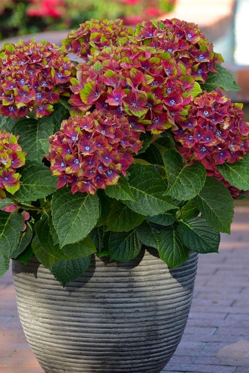  Pistachio Hydrangea - 5 Gallon Pot