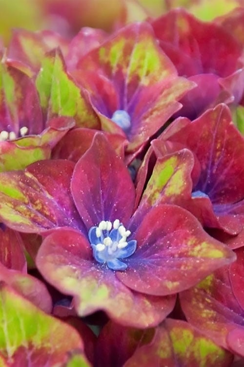  Pistachio Hydrangea - 5 Gallon Pot